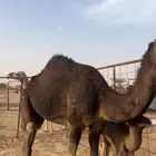 بكره تحتها قعود