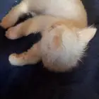 قطوة شرازية للبيع