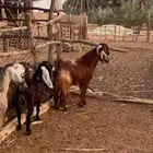 فحل قبرصي ادهم