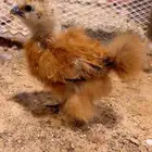 فروخ قطني ( فواخر )