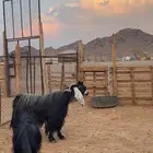 تيس فحل وعنز