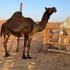 لقحة مجهم ( بكر ) كفوو