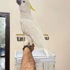 Crested Cockatoo
