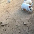 ارانب للبيع عدد 13