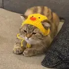 قط سكوتش للبيع