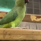 دره نص ولافه حجم جامبو