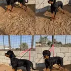 كلب روتويلر