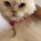 قطة شيرازية للتبني