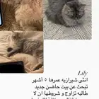 قطة شيرازي للتبني