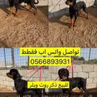 كلب روت ويلر