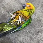 صن كنيور عمر شهرين ونص