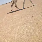 لقحة وبكرة.