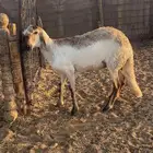 وساكنيه دافع رباع