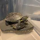 2 سلحفاء للبيع
