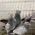 جوز. الذكر معقد والانثي بنته من اساس معقد عامودي