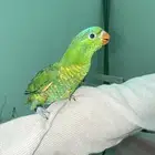 كنيور و لوري سكالي