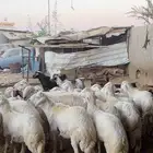 تيوس وخرفان