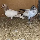 للبيع لاكات هنديه اصل