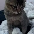 للبيع قط سكوتش ستريت