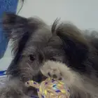 كلب أنثى مالتيز