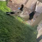 للبيع زوجين تيدي بيور