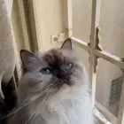 للبيع قط هملايا ويذكر الباقي برقم الجوال