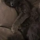 قطه انثى شيرازي للتبني