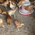 دجاج بلدي بشاير للبيع