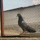 كمنقر مياه نذير