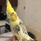 كروان ذكر و انثى اليفين