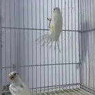 فروخ كناري سوري لون ابيض