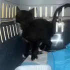 قط بلدي انثى لطيفة سليمة تم فحصها