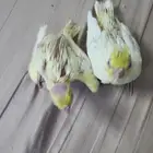 فروخ كروان لاتينو