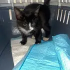 قطة صغيرة بلدي انثى لطيفة سليمة تم انقاذها وفحصها