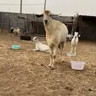 معزه العدد 7 دفاع