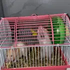 للبيع هامستر