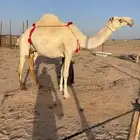 ابل غنم سيرات