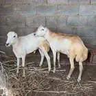 خرفان للبيع