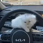 قطه شيرازيه للبيع