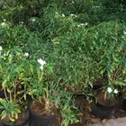 جدة طريق مكه القديم