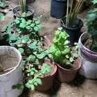 مشتل زراعي للتقبيل