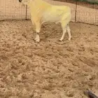 للبيع فحل بيشي اصيل