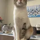 قطة معقمه للتبني في تبوك-ضبا.