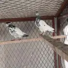 حمام باكستاني للبيع جمله