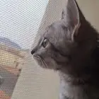 قطط للبيع _ قطه صغيره