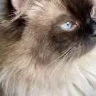 قط هملايا ذكر للتبني