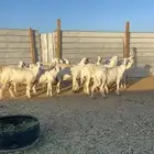 حريات دفيع للبيع