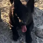 جيرمن ذكر بلاك