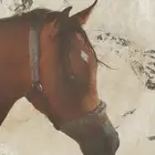 مهر واهو للبيع