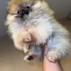 جرو بومرينيان منوة المربي